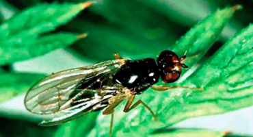 Účinné lidové prostředky pro kontrolu much mrkve